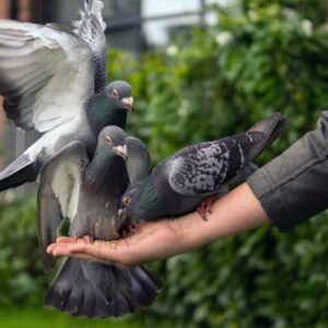 Melatih Burung Merpati Balap