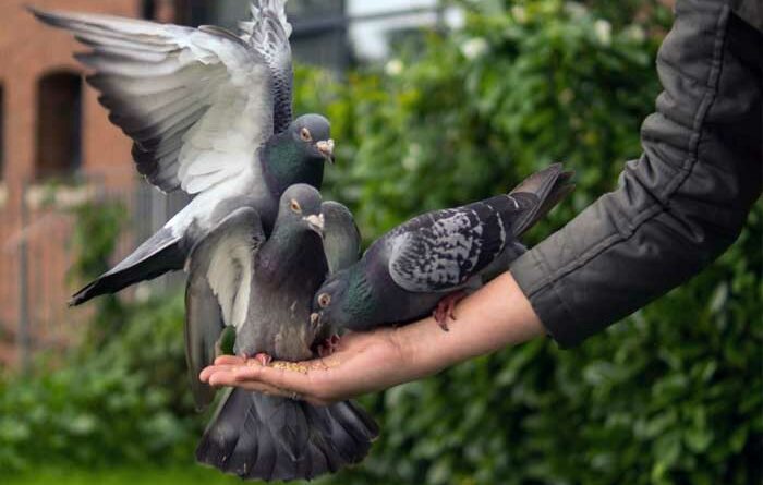 Melatih Burung Merpati Balap